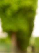 block trees luxembourgA