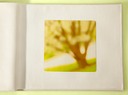 Jardin Des Plantes Tree 1 40x40cropyellow