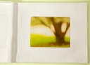 Jardin Des Plantes Tree 2 31x40cropyellow