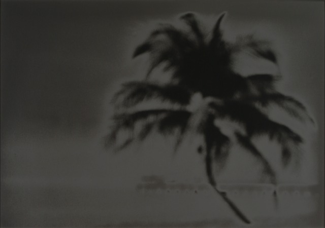 spider palm sol 11web