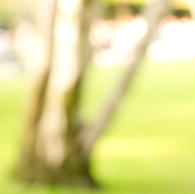 tree branches 3 luxembourg