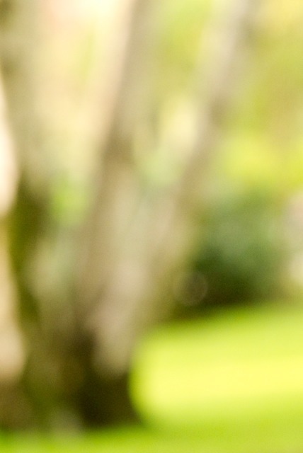 tree branches luxembourg 1