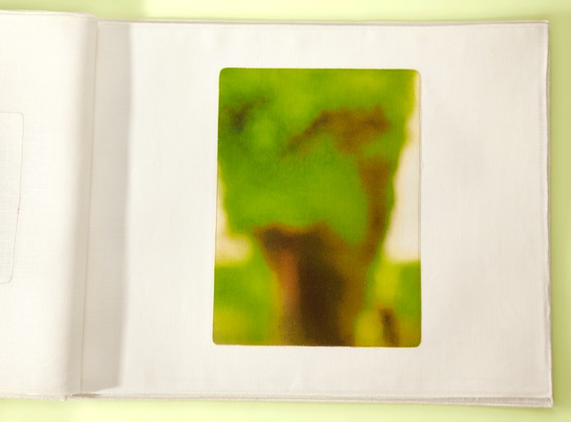 Tree Line Luxembourg Gardens 40x29cropTyellow