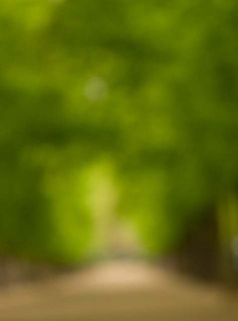 trees path luxembourg