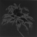 website closeup spider palm sol