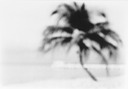 website blurred spider palm