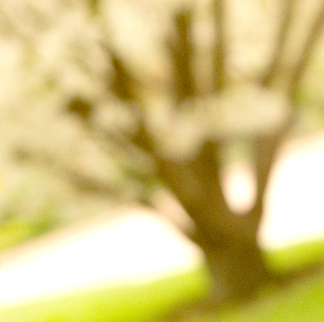 white tree branches PlantesAb