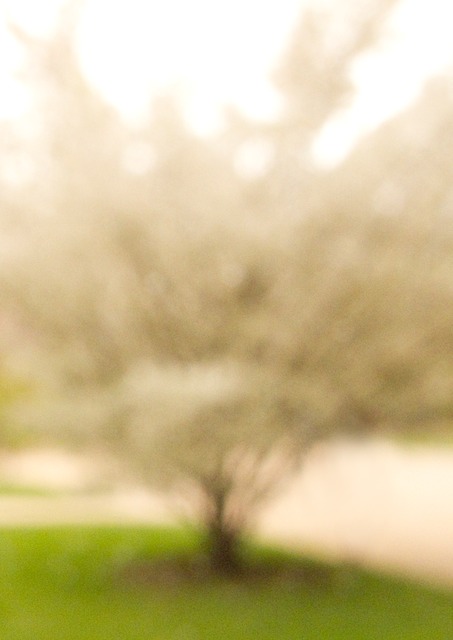 white tree Plantes WO