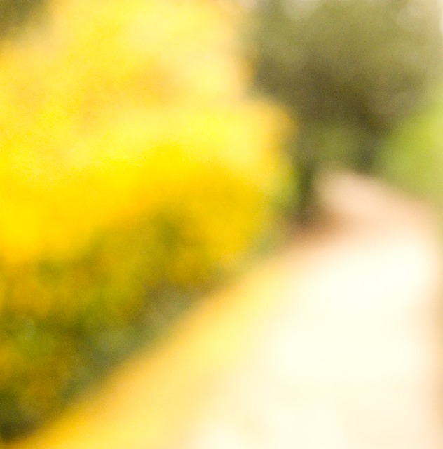 yellow path PlantesB